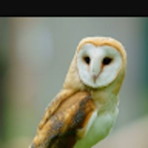 Meet your Posher, Jayla